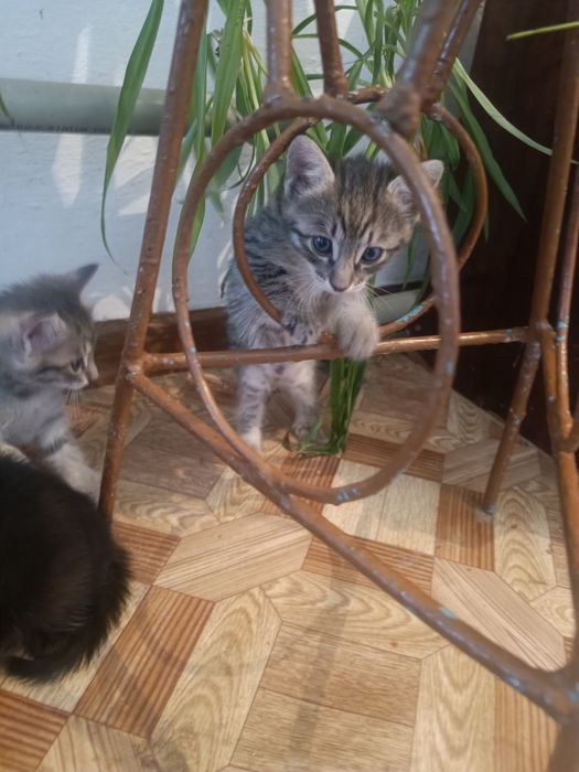 Котята 1.5 месяца