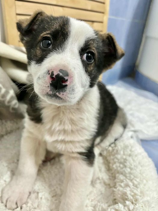 Cățelușa de adoptat