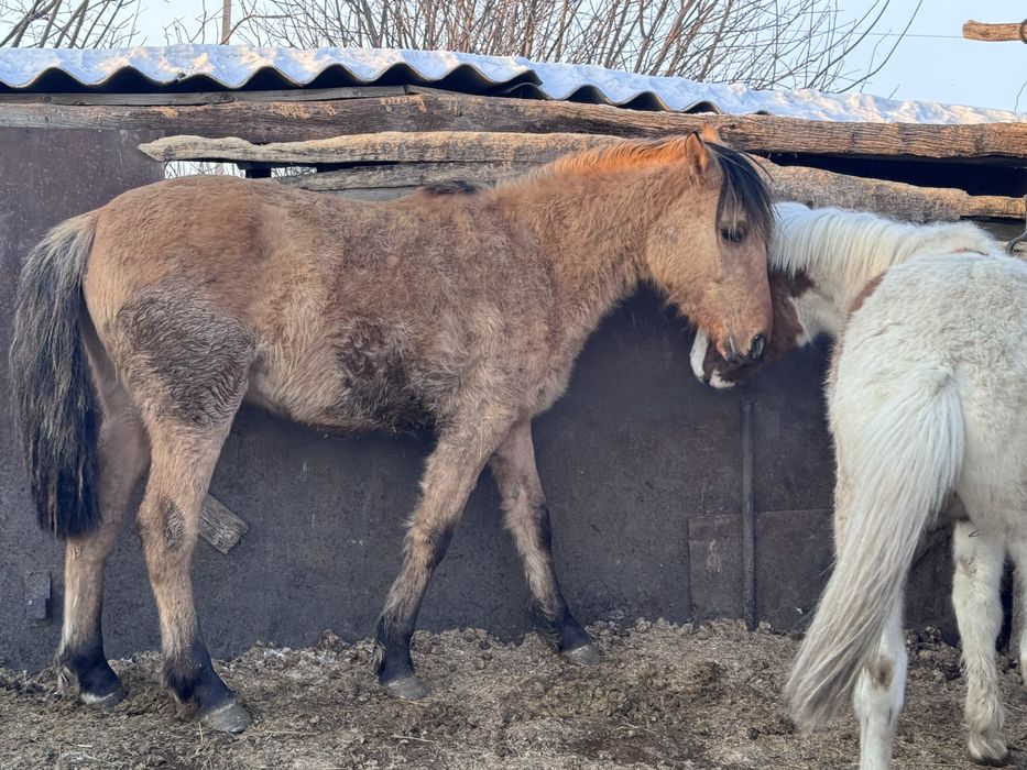 Продам откорм 2,5 месяца