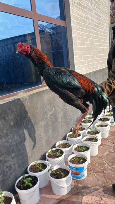 Продам бойцового петуха молодой