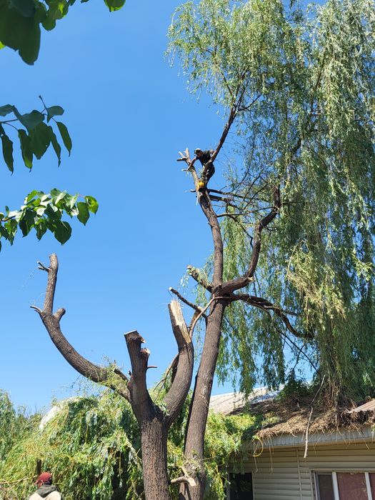 Спил деревьев обрезка плодовых деревьев