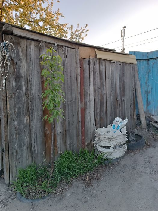 Продам саженец клёна