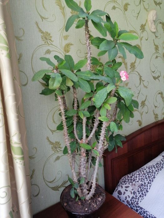 Малочай 1. метр.