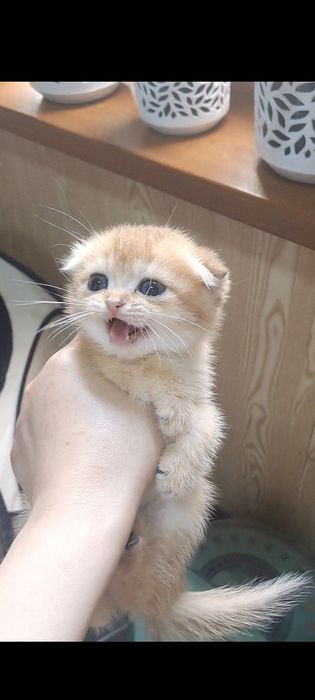 Котята от правильной вязки
