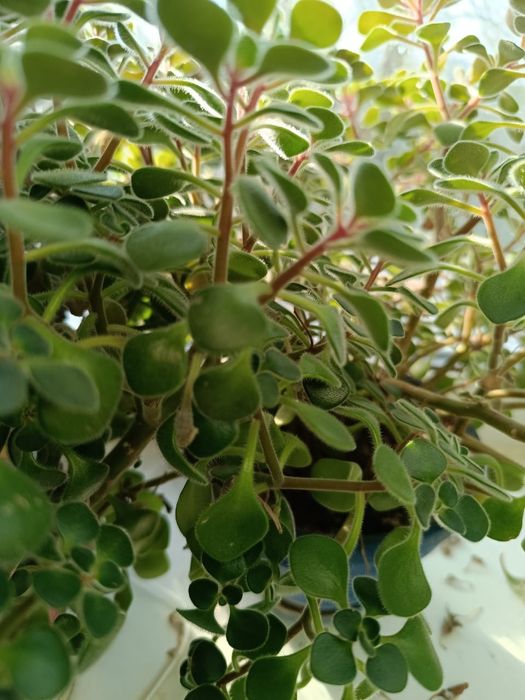 Продам комнатные цветы