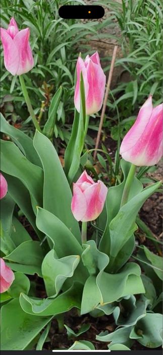 Bulbi de lalele 100 buc 60 lei