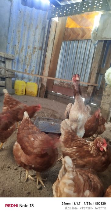 Продам даканка март