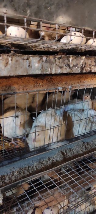 продам перепелов