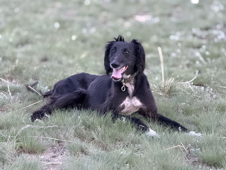 Құмай тазы арлан шырға құады