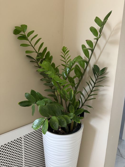 Фитодизайнер / Интерьерный озеленитель