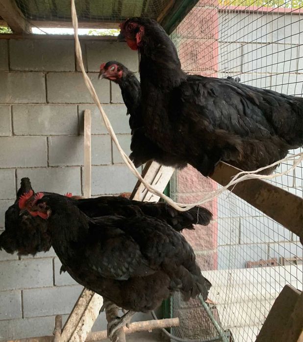 Продам черную курицу
