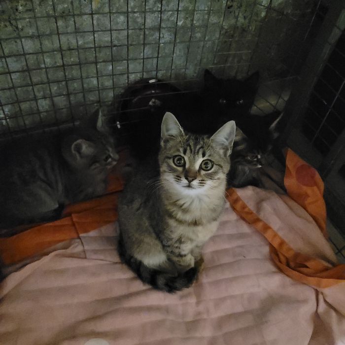 Котята в добрые руки
