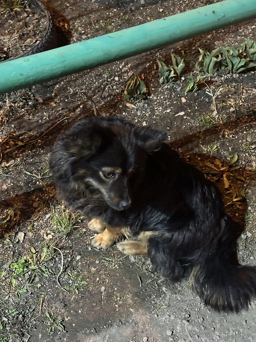 Дом ищет собака девочка стерилизованная