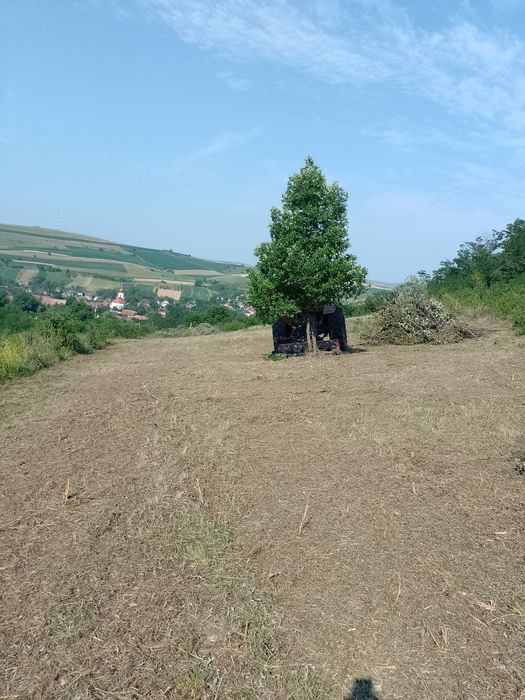 Curățare defrișare teren