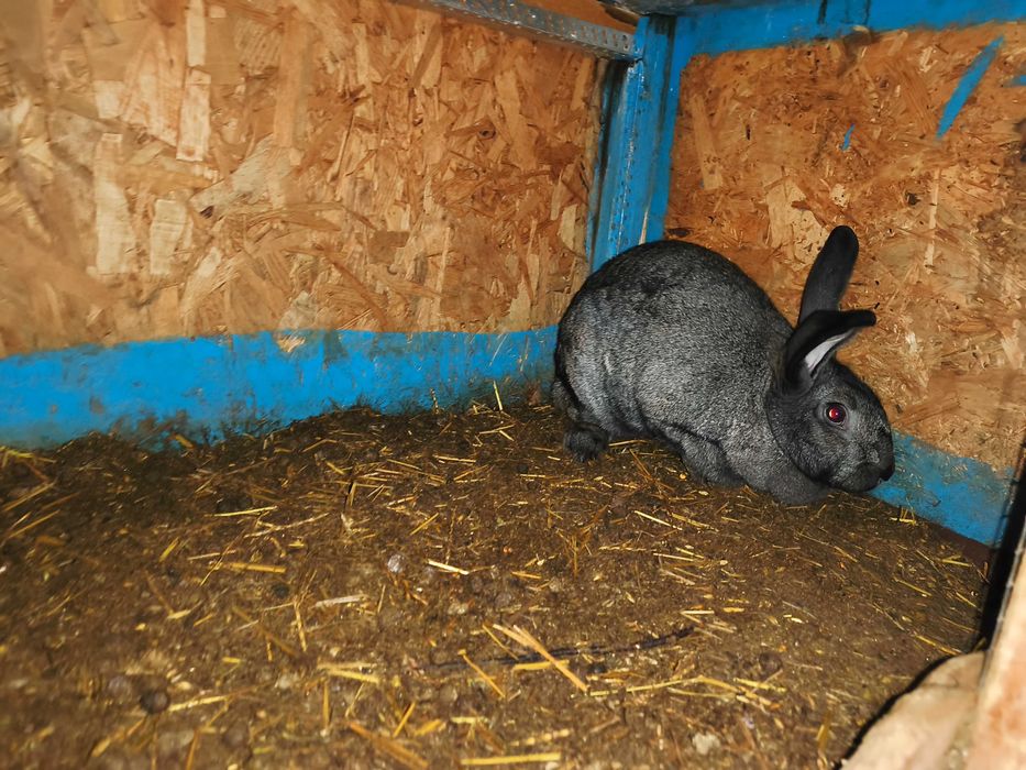 Femelă montată,1 an