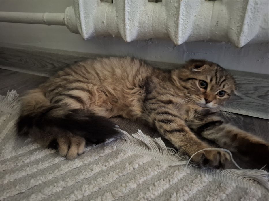 Срочно продаётся котёнок скоттиш фолд