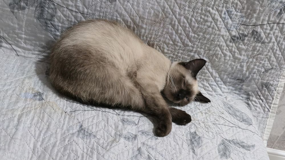 Кот Сиямский, 6 месяца