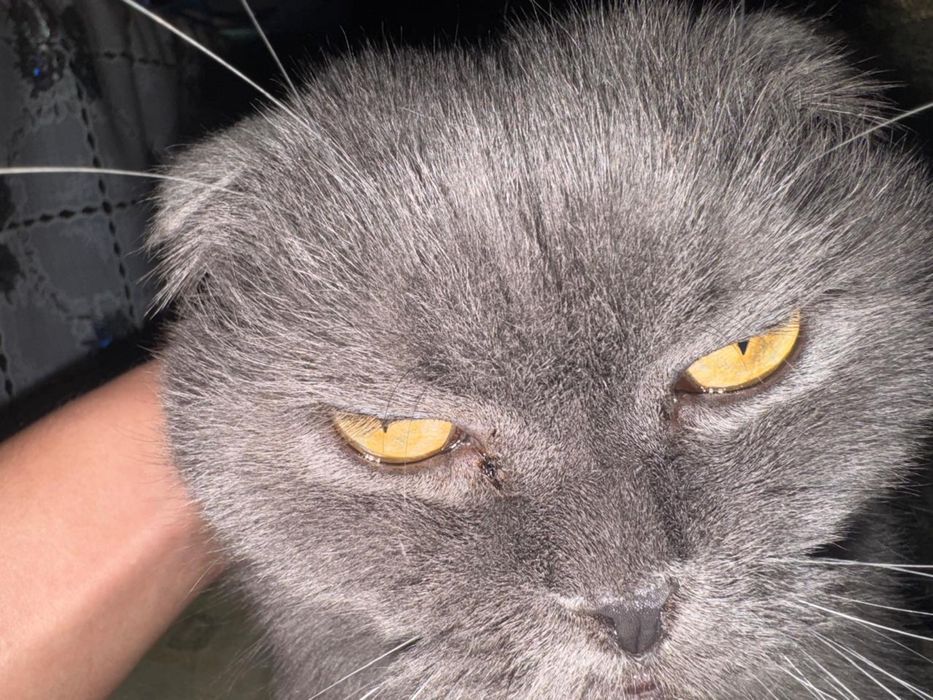 Шотландский вислоухий кот