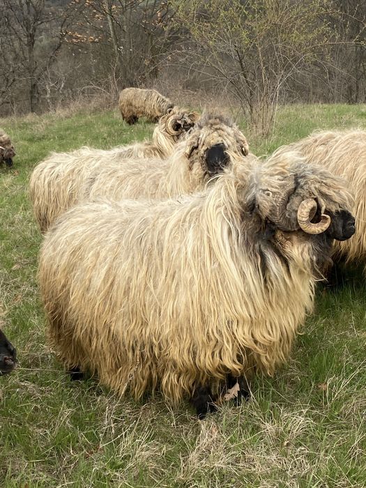 Vand sa schimb oi bucalai cu suv Suzuki