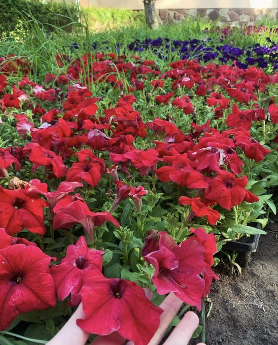 Петуни разных цветов.