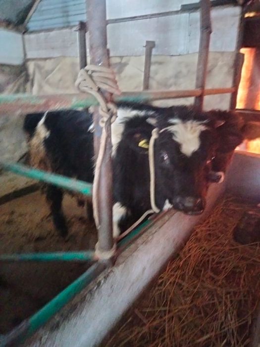 Продам бычков.