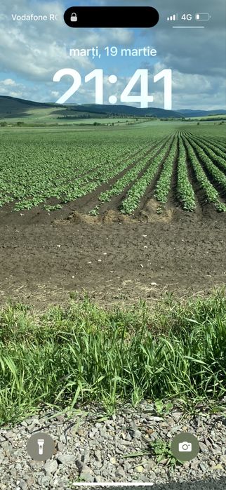 Samanta cartofi red lady, esme, arizona si taurus (cips)