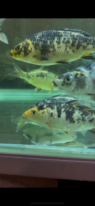 Карп кой рыбы для пруда и аквариума