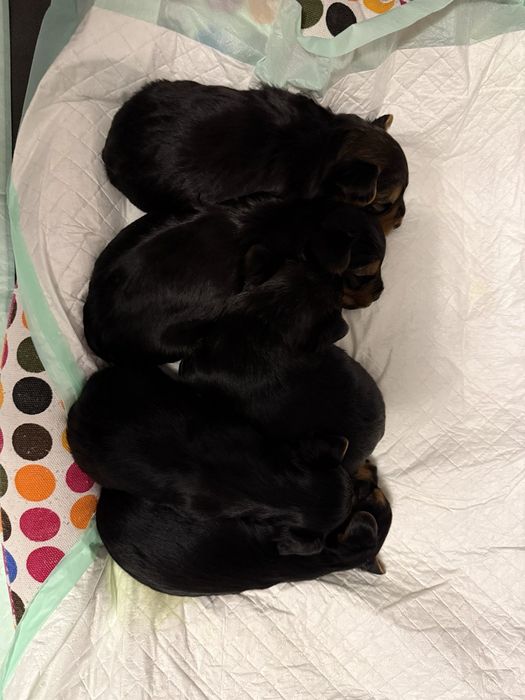 Йоркширски териер (Йорки)