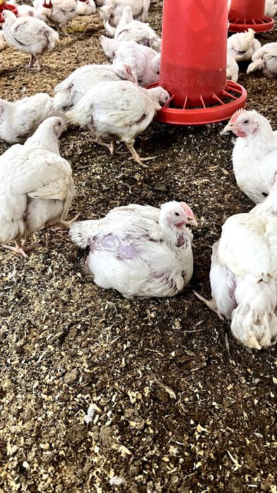 Бройлер живой вес оптом