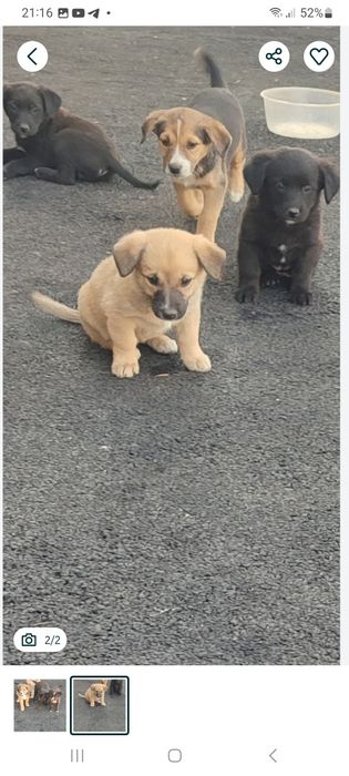 Щенки бесплатно!