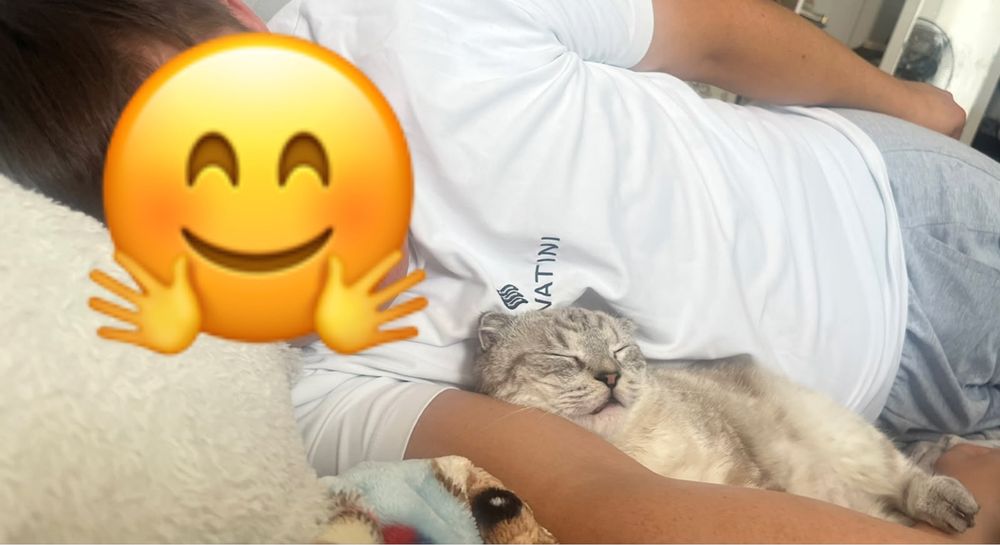 Scottish Fold  шотландиялық вислоухий мысық