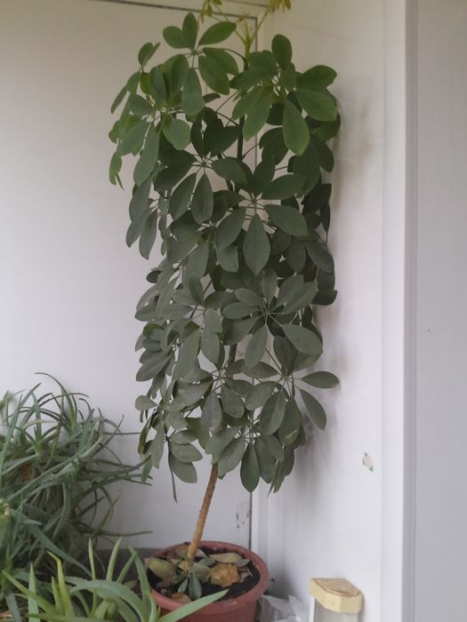 Продам шефлеру очень красивый цветок