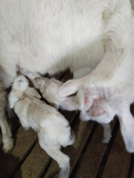 Продается коза с двумя козлятами