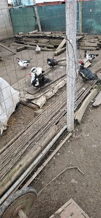 De vanzare Rate mute si gaini/cocosi