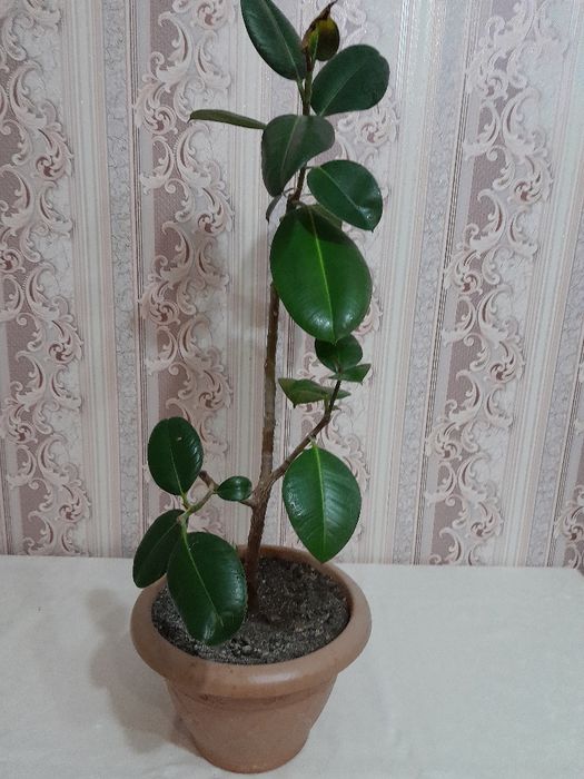 Срочно Продам цветы