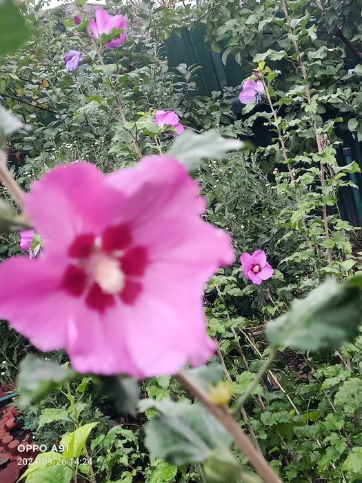 Травянистый гибискус