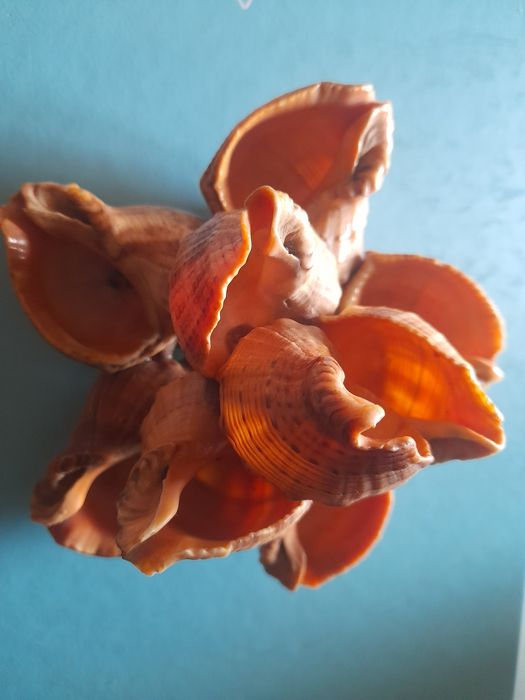 Ракушки продам,есть.