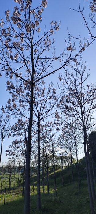 Butași Paulownia