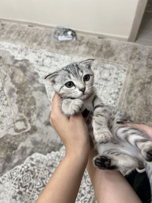 Котик 2-3 месяца вислоухая
