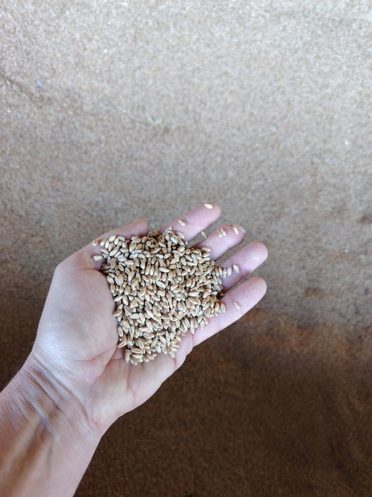 Vând cereale din an2025