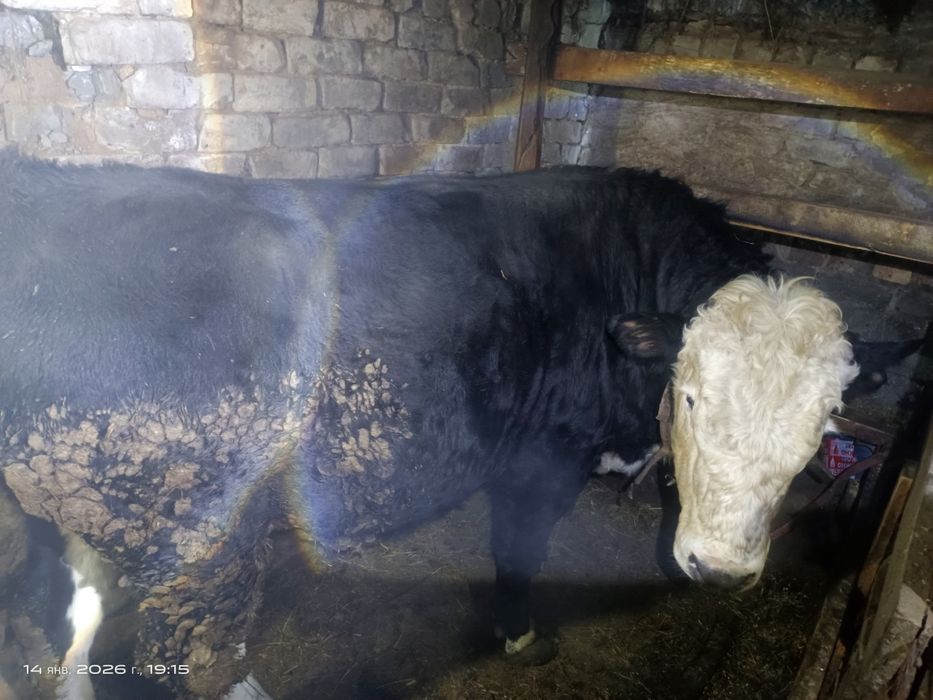 Продам быков на мясо