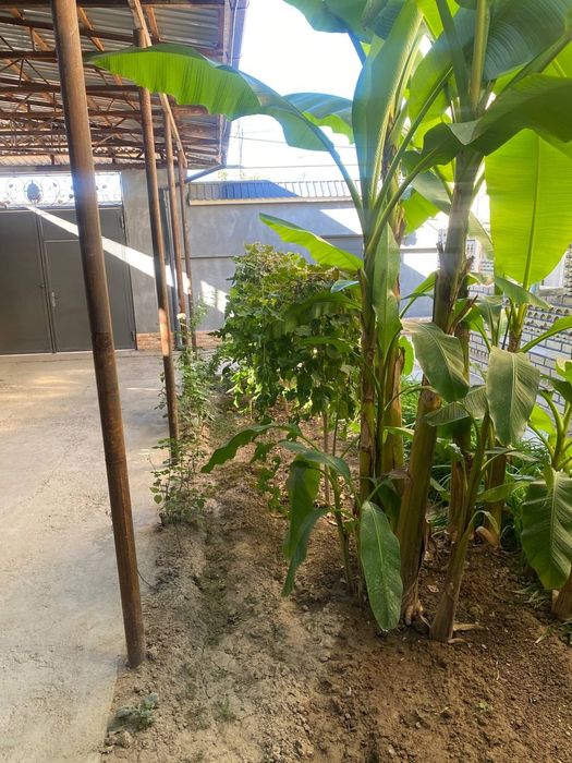 Tashkent shahar TASHgres da 7.4 sotixli hovli sotiladi