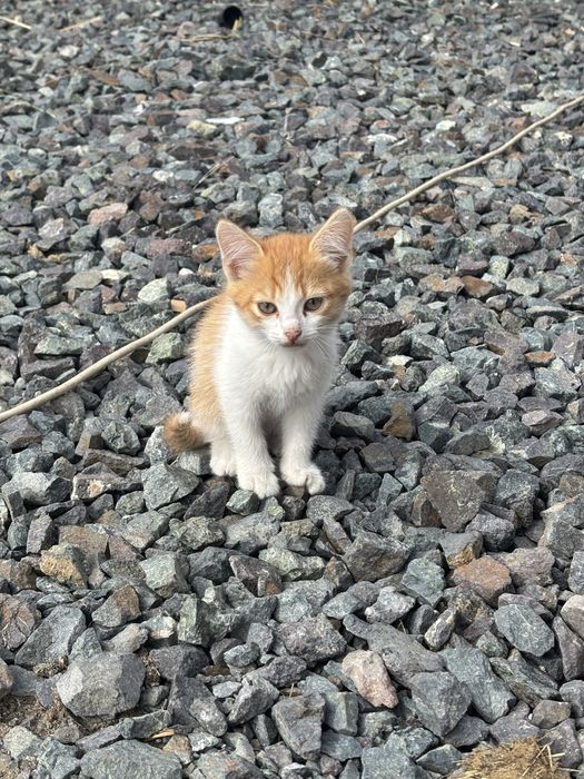 Котята отдам бесплатно в добрые руки