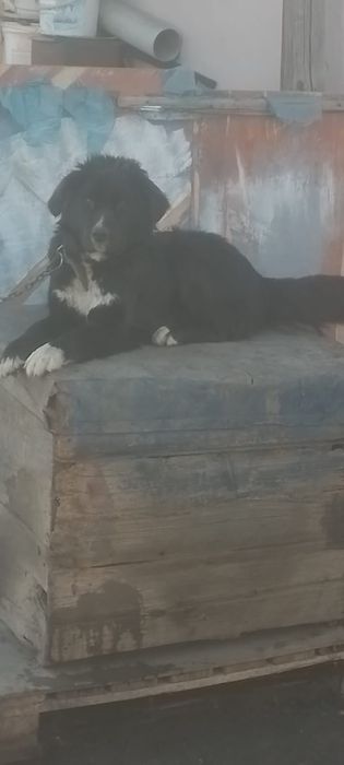 Отдам даром щенят