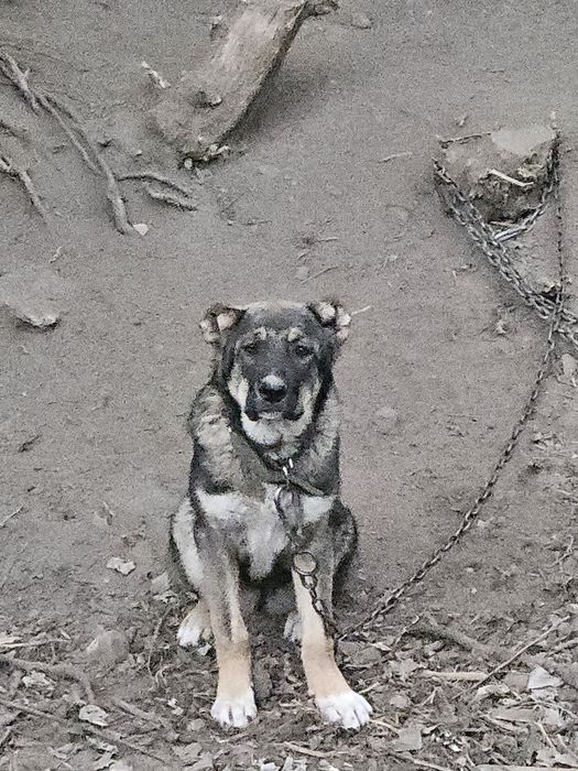 Кавказская овчарка