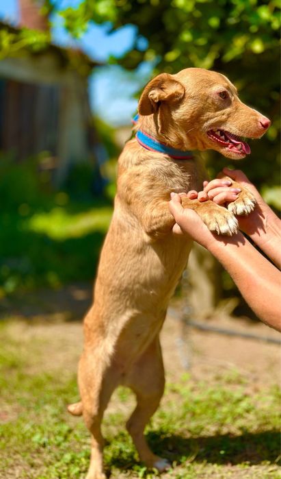 Нюша. Добрая девочка в семью.