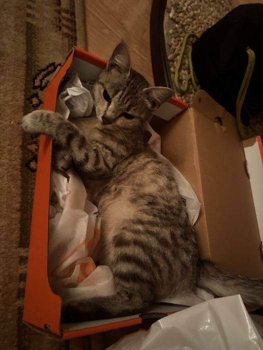 Кошечка и ее котенок  в добрые руки!