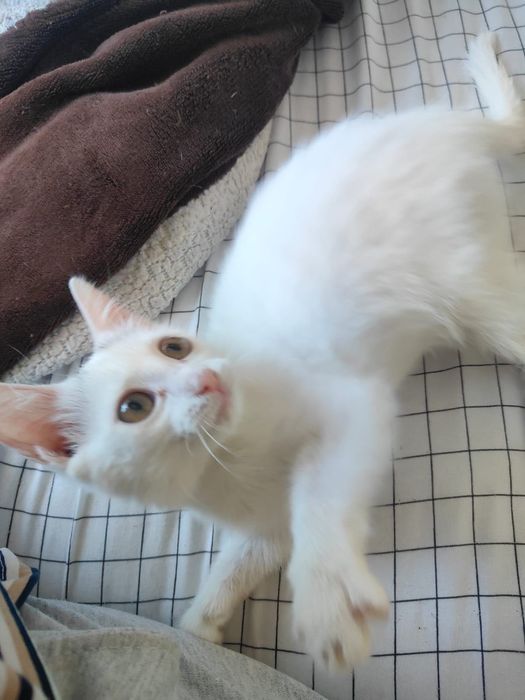Котенок девочка,2 месяца