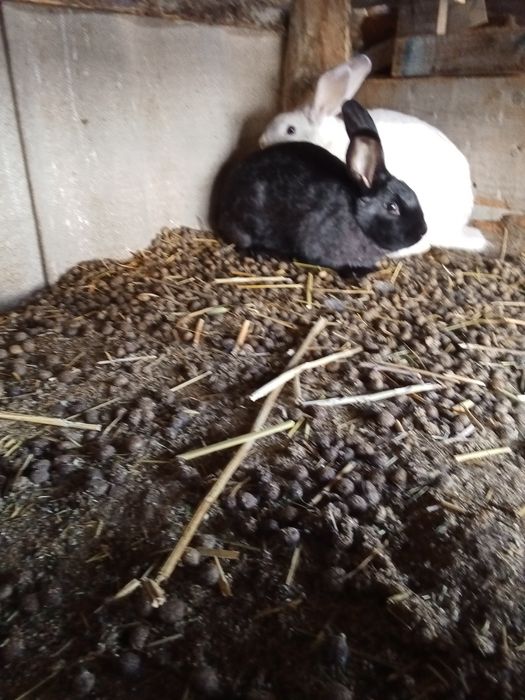 Қоян сатылады бағасы 3500