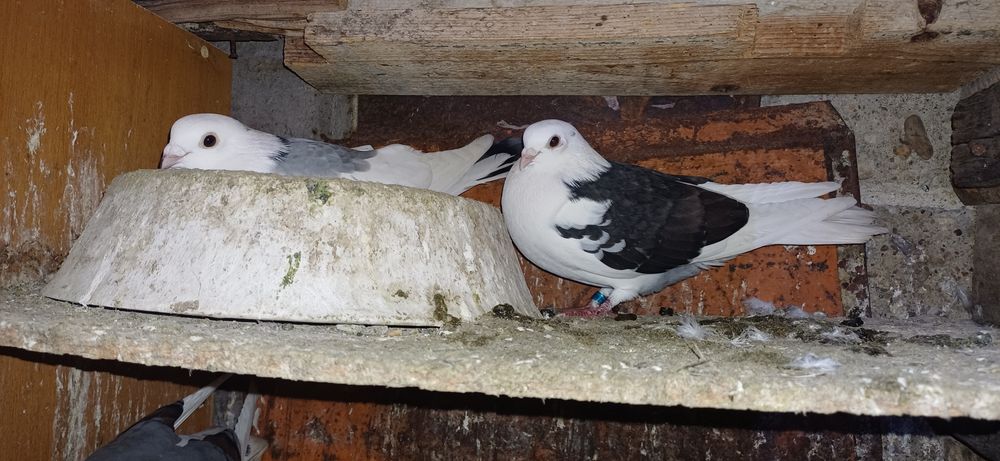 Porumbei jucatori de galati